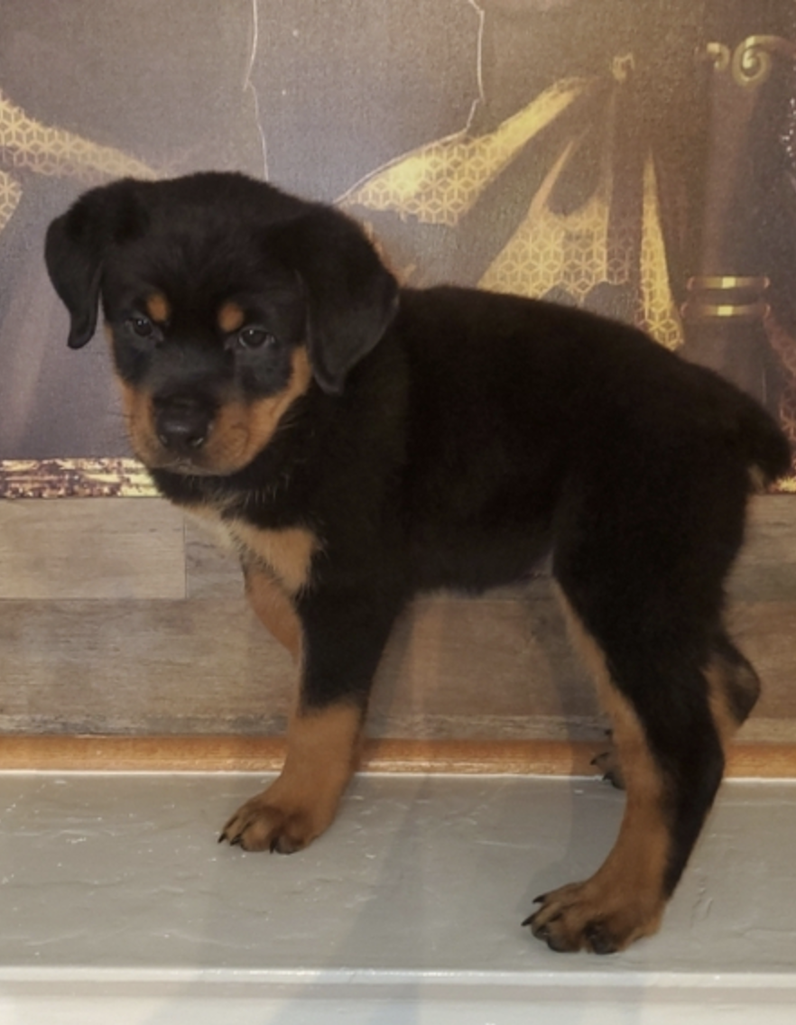 comprar cachorros sanos, baratos y asequibles para la venta